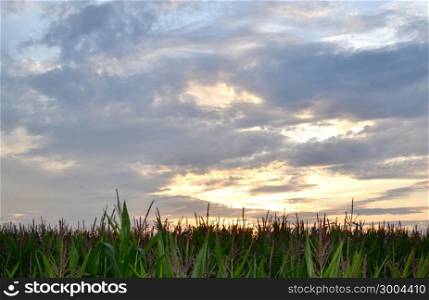 Sunset above a cornfield in Zelhem, The Netherlands.