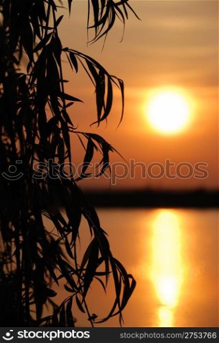 Sunset above water. Growing trees on coast in the form of silhouettes