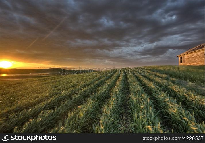 sunset and durum wheat crop storm clouds