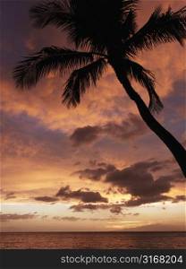 Sunset and palm tree by the Pacific Ocean in Maui Hawaii.