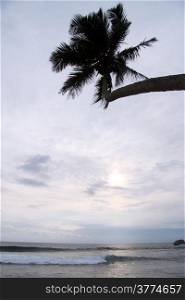Sunset and palm tree on the Hikkaduwa beach in Sri Lanka