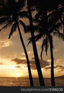 Sunset and palm trees by the Pacific Ocean in Maui Hawaii.
