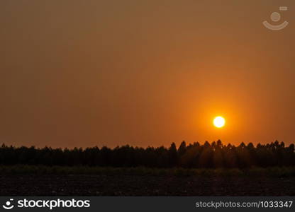 Sunset and Silhouette Trees