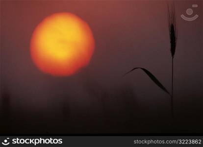 Sunset and Stalk of Wheat
