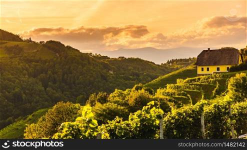 Sunset andscape of vineyard rows on Austrian countryside in Leibnitz Kitzeck im Sausal. Tourist destination. Sunset landscape of vineyard rows on Austrian countryside in Leibnitz Kitzeck im Sausal