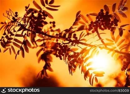 Sunset ashberry in direct sunlight background hd. Sunset ashberry in direct sunlight background