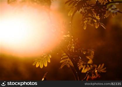 Sunset ashberry in direct sunlight background. Sunset ashberry in direct sunlight background hd