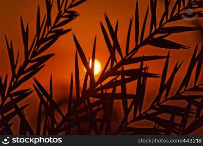 Sunset at the Dead Sea, with a view of the coast of Israel and the shilouette of palm leaves in the foreground, on the beach of Amman, Jordan, middle east