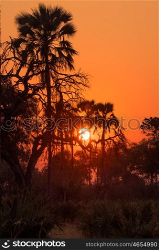 Sunset at the Okavango Delta