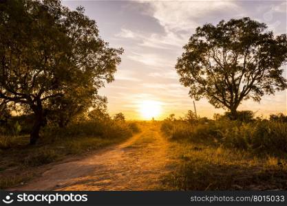 Sunset beams down a road in Africa with trees around it and long grass