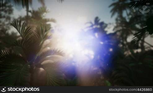 sunset beams through palm trees at jungle rainforest. Sunset Beams through Palm Trees