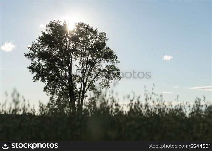 Sunset behind a tree in a field, Manitoba, Canada