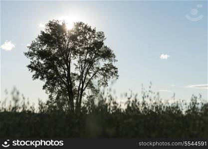 Sunset behind a tree in a field, Manitoba, Canada