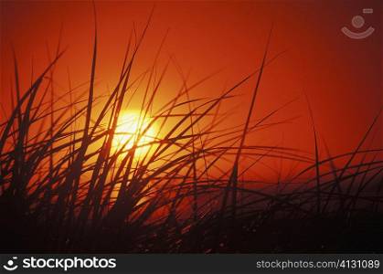 Sunset behind tall grass