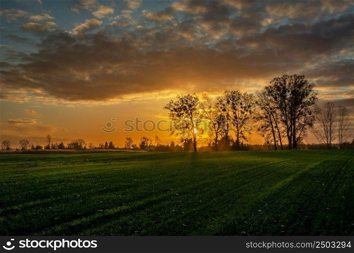 Sunset behind tall trees and green farmland, Zarzecze, Poland