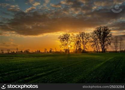 Sunset behind tall trees and green farmland, Zarzecze, Poland