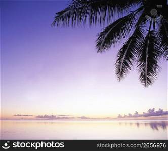 sunset by palm tree