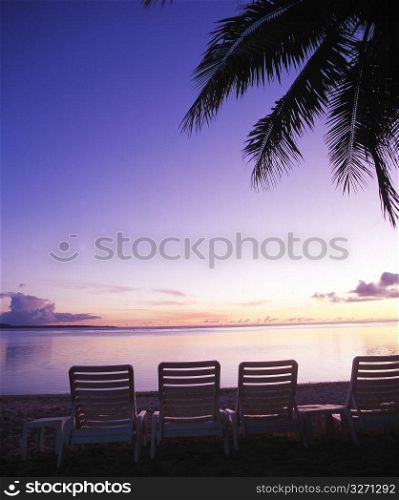 sunset by palm tree