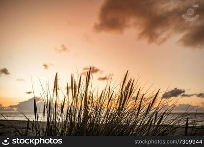 Sunset by the ocean with reed silhouettes in front of the sea at dawn