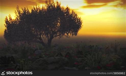 Sunset Clouds Animation with Cherry Trees and Field of Wildflowers. Great for themes of nature, seasons, spring, wilderness, gardening, sunsets, backgrounds...