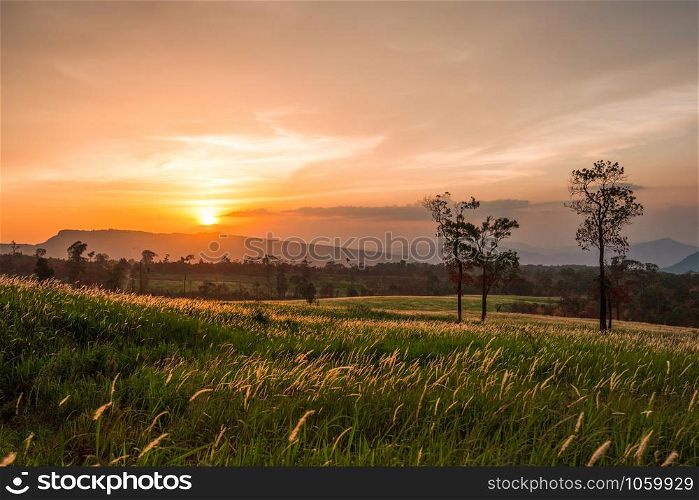 Sunset grass meadow on slope hill and silhouette tree mountain background