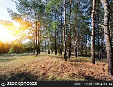 Sunset in a beautiful autumn pine forest