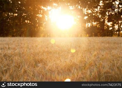 sunset in a wheat field