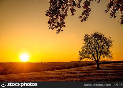 sunset in autumn with tree
