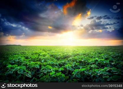 Sunset in field with green leaves under dramatic sky. Sunset in field with green leaves