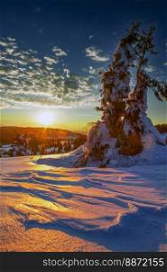 sunset in front of snowy spruces in winter 