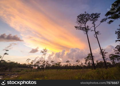 sunset in pine forest