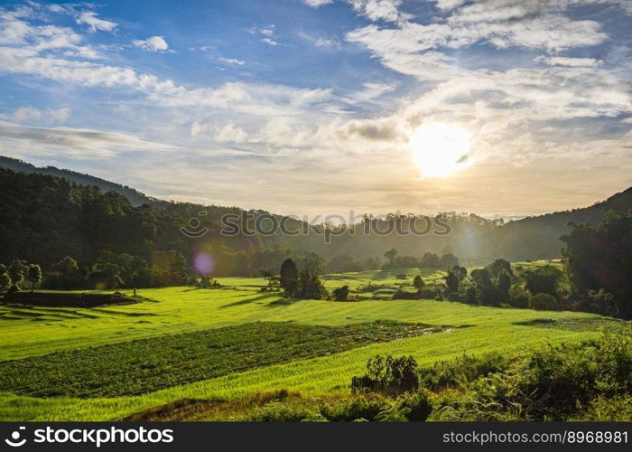 sunset in rice farm field