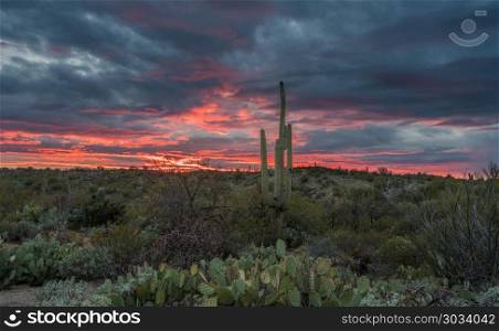 Sunset in Saguaro National Park Tucson. Saguaro and Prickly Pear cacti stand against setting sun near Tucson Arizona. Sunset in Saguaro National Park Tucson