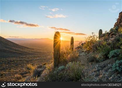 Sunset in Saguaro National Park West. Saguaro cacti stand against setting sun at Gates Pass near Tucson Arizona. Sunset in Saguaro National Park West