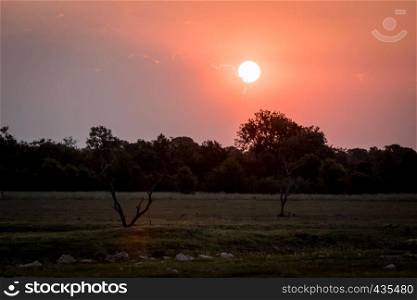 Sunset in the African bush in the Kruger National Park, South Africa.