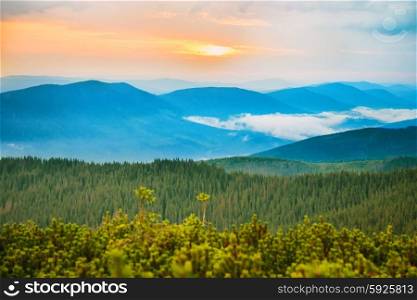 Sunset in the blue mountains covered with green forest