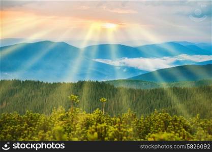 Sunset in the blue mountains covered with green forest. Sunbeams at sky