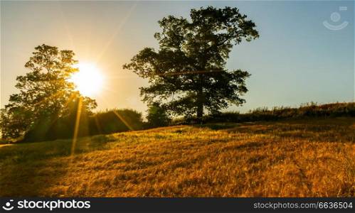 Sunset in the countryside behind trees and a golden wheat field