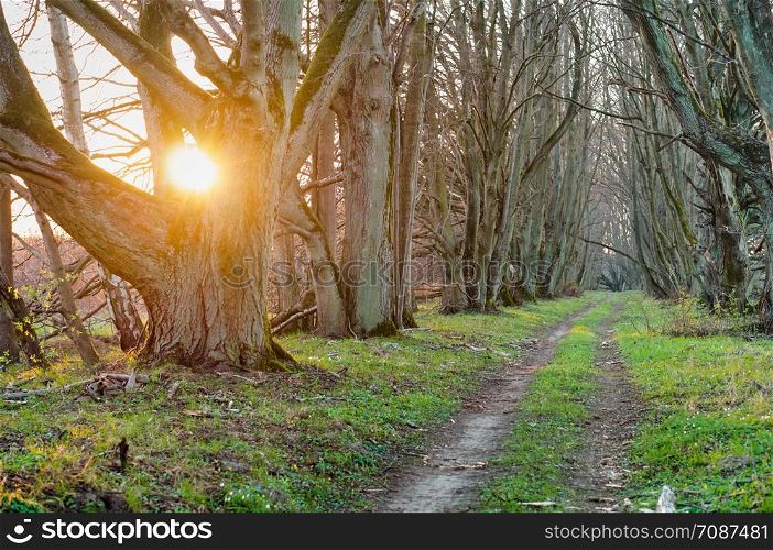 sunset in the forest, sunlight through the alley, forest path among old trees. forest path among old trees, sunset in the forest, sunlight through the alley