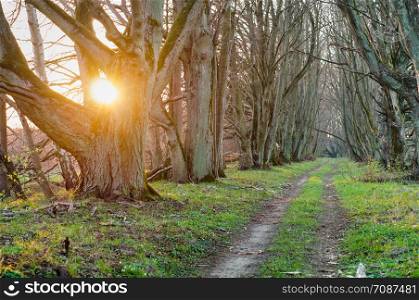 sunset in the forest, sunlight through the alley, forest path among old trees. forest path among old trees, sunset in the forest, sunlight through the alley