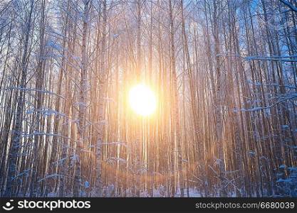 sunset in the winter forest / February sunset in the park, snow forest and sun, winter rest