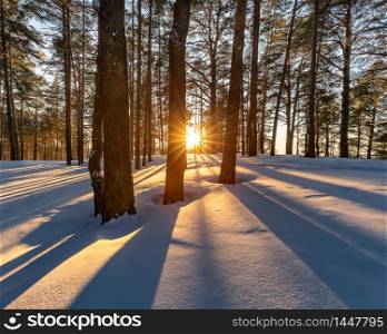 Sunset in the Winter Forest. Front View of the Sun Piercing Through the Trees and Spreading Gorgeous Golden Rays on White Snow. Siberia, Russia.