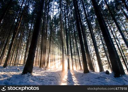 Sunset in the wood in the winter period: Sunbeam and shadows