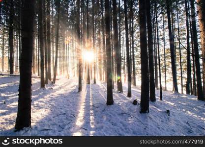 Sunset in the wood in the winter period: Sunbeam and shadows