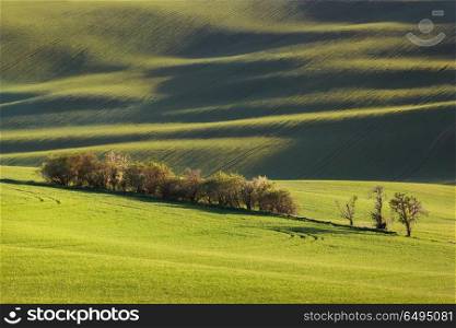 sunset lines and waves with trees in the spring. Sunset lines and waves with trees in the spring, South Moravia, Czech Republic