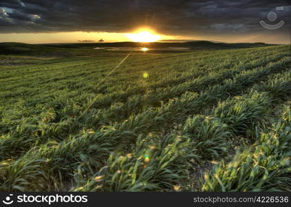 sunset nad durum wheat crop storm clouds