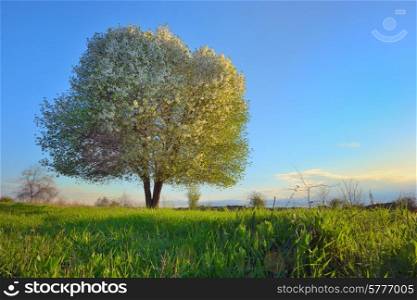 sunset on a meadow with blooming tree spring scenery