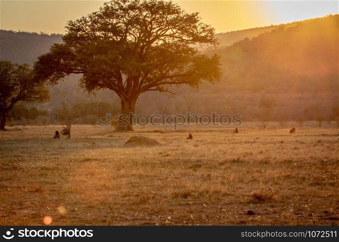 Sunset on a open plain with Chacma baboons in the Welgevonden game reserve, South Africa.