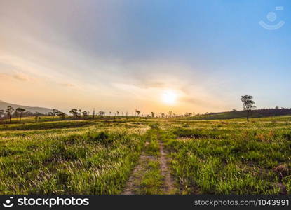 sunset on field and meadow green grass with rural countryside road and tree background