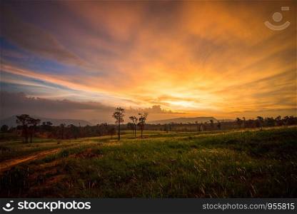 sunset on field and meadow green grass with rural countryside road and tree background